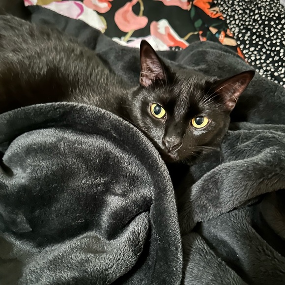 Meet your Posher, Miss K Marie - Picture 1 of 6